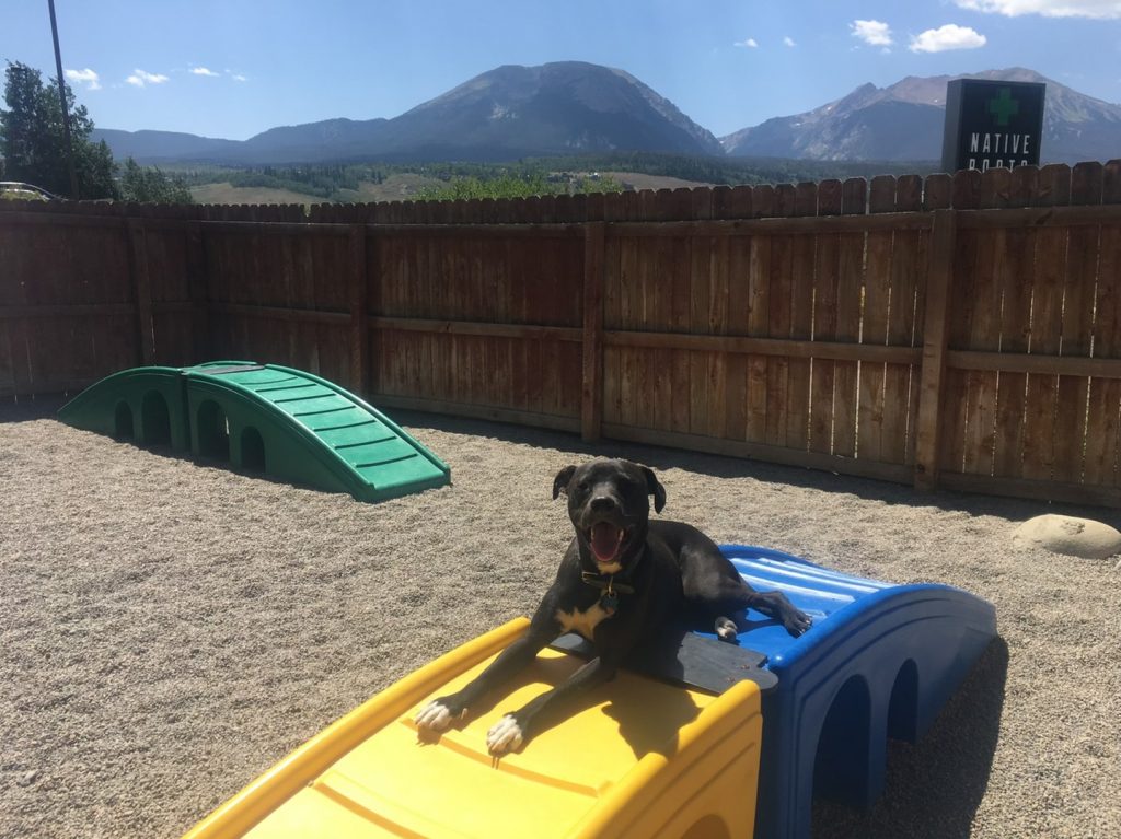 Need to board your pet? Readers chose The Dog Chalet as the best pet